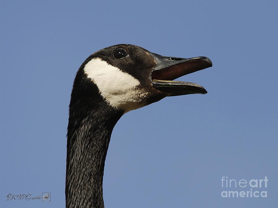 Canada Goose #4 Photograph by J McCombie
