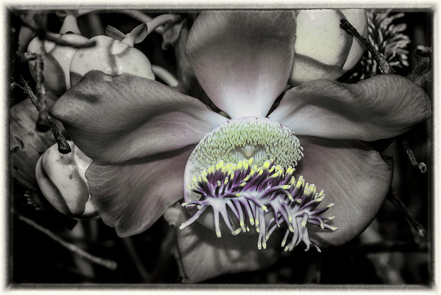Cannonball Flower #3 Photograph by Donald Pash