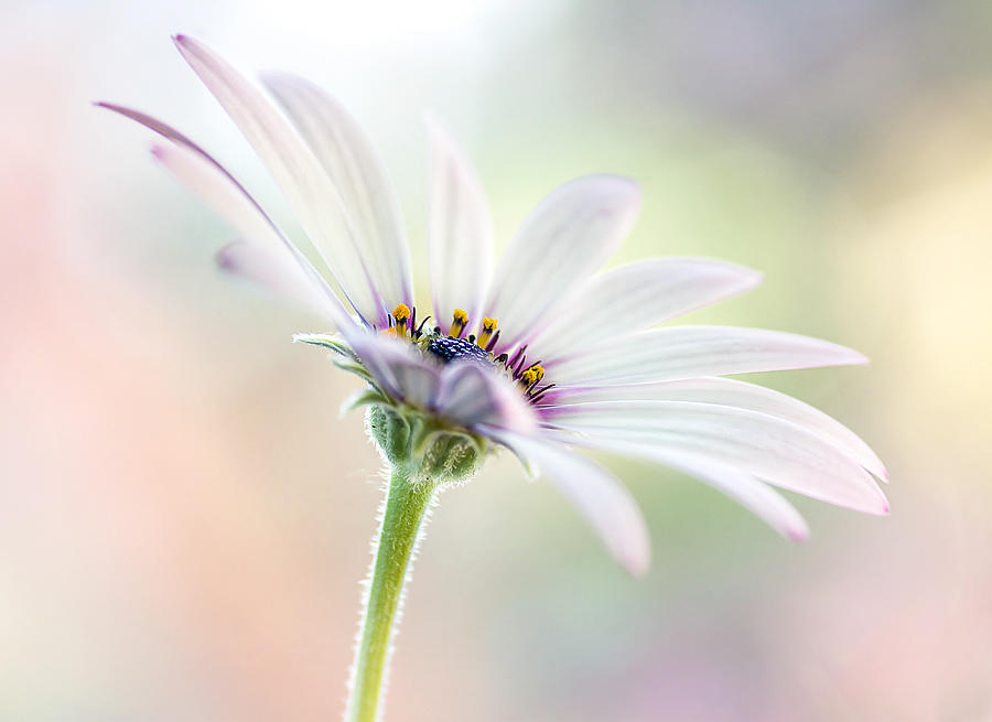Cape Daisy #3 Photograph by Mandy Disher