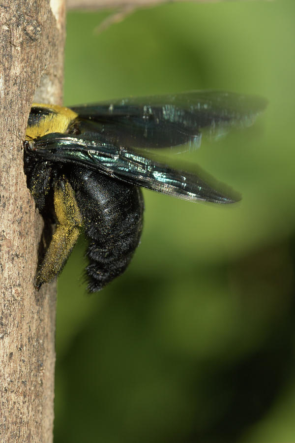 Carpenter Bee At Nest Hole, Malaysia #3 Photograph by W.k. Fletcher