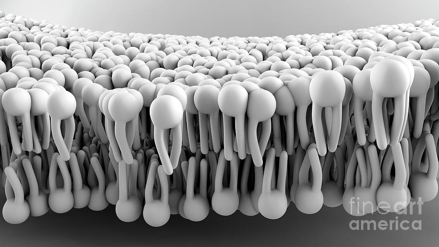 Cell Membrane Photograph by Design Cells/science Photo Library - Fine