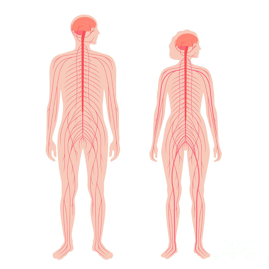 Central Nervous System Photograph by Pikovit / Science Photo Library ...