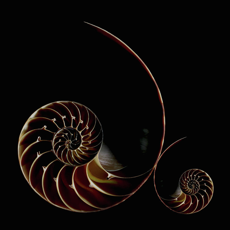 Chamber Nautilus Shells #3 Photograph by Paul Taylor