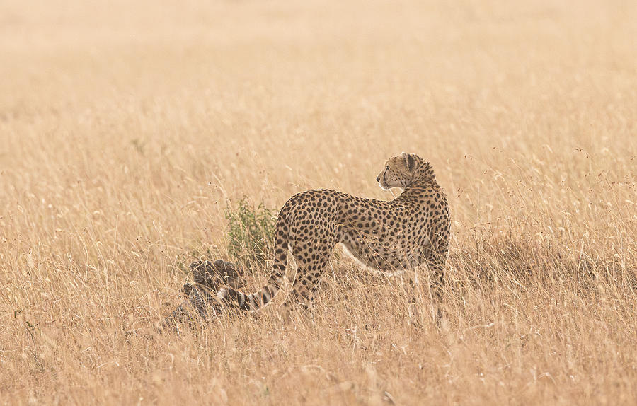 Cheetah #3 Photograph by Johnson Huang