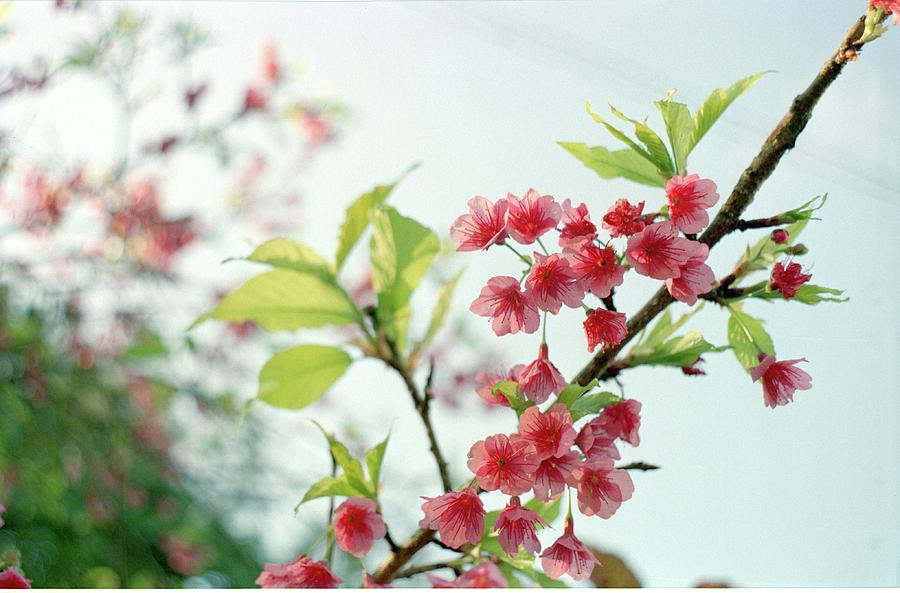 Cherry Blossom #3 Photograph by Gen Umekita