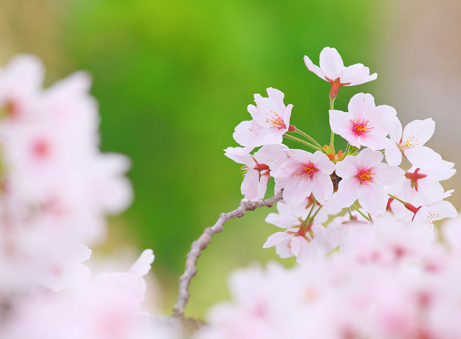 Cherry Blossom #3 Photograph by Ngkaki