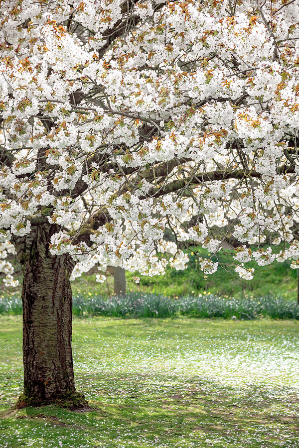 Cherry Blossom Tree #3 Photograph by Svetlana Sewell