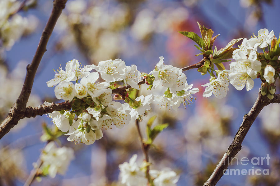 Nature Photograph - Cherry blossoms #3 by Claudia M Photography
