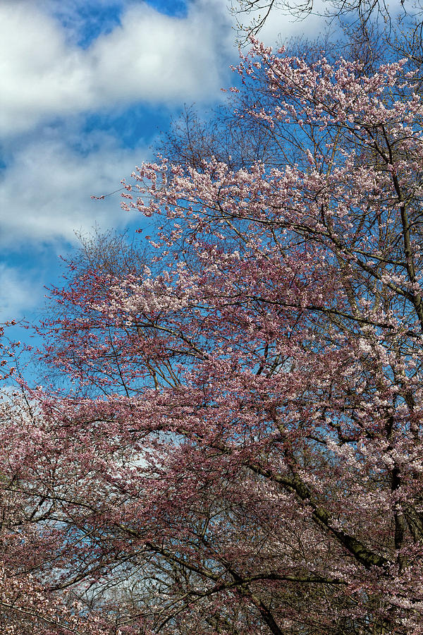 Cherry Blossoms Clouds and Sky #3 Photograph by Robert Ullmann