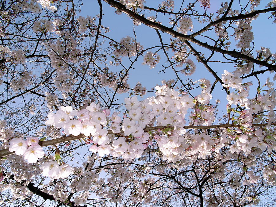 Cherry Blossoms #3 Photograph by I Love Photo And Apple.