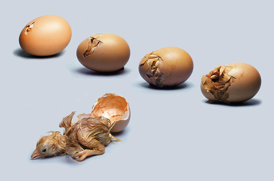 Chicken Egg Hatching #3 Photograph by TOM McHUGH