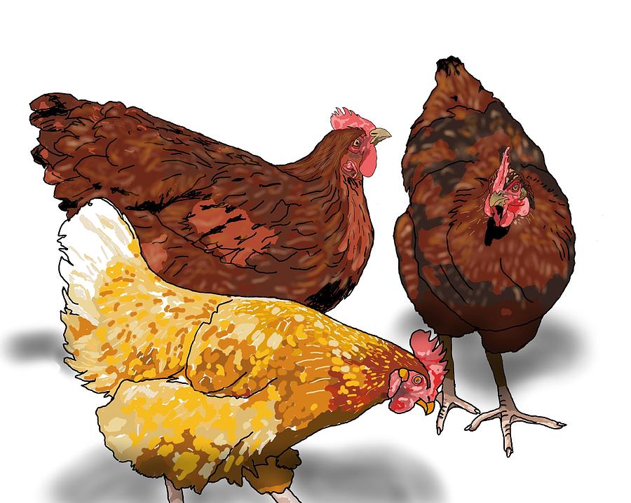 3 Chickens Chat Drawing by Joan Stratton
