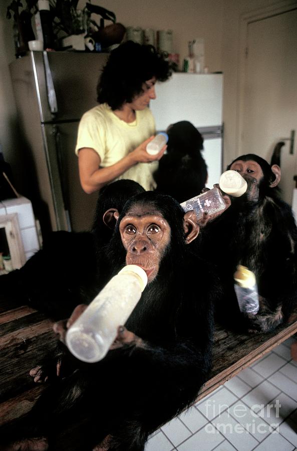 Animal Photograph - Chimpanzee Conservation Centre #3 by Patrick Landmann/science Photo Library