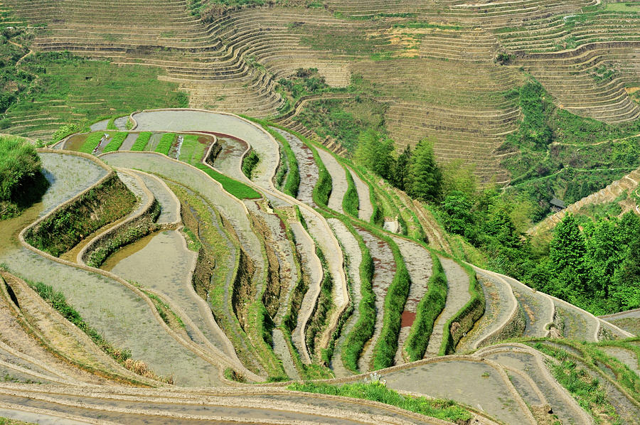 China, Guangxi Province, Longsheng by Mattes René / Hemis.fr