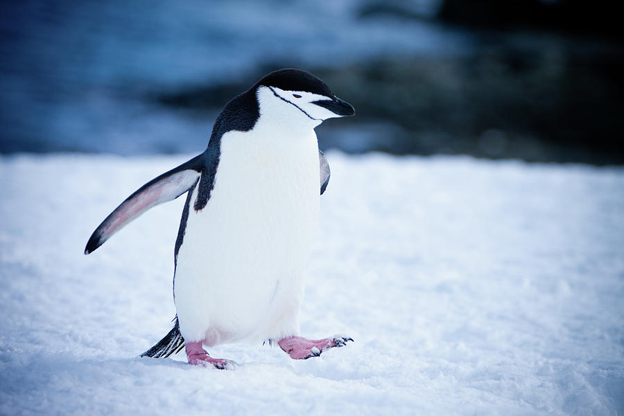 Chinstrap Penguin #3 Photograph by Kelly Cheng Travel Photography