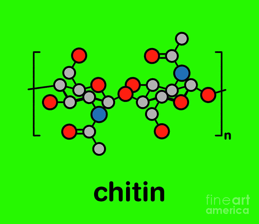 Chitin Chemical Structure #3 Photograph by Molekuul/science Photo Library