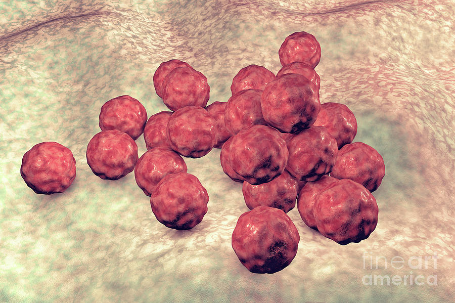 Chlamydia Trachomatis Bacteria Photograph By Kateryna Kon Science Photo Library Pixels