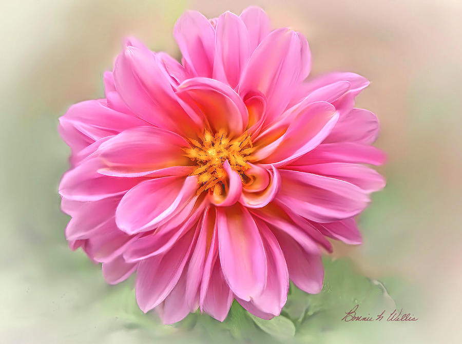 Chrysanthemum #3 Photograph by Bonnie Willis