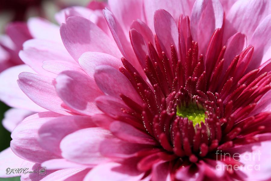 Chrysanthemum named Wanda Lavender #3 Photograph by J McCombie