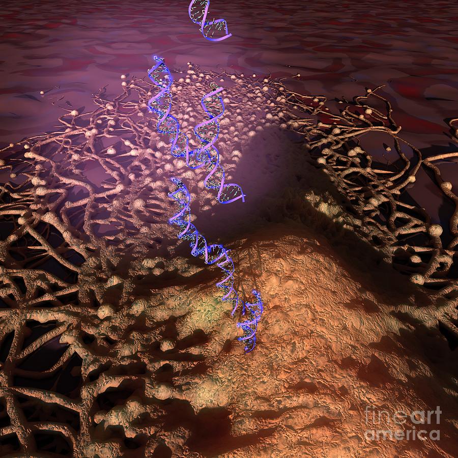 Circulating Tumor Dna Photograph By Ella Maru Studio / Science Photo ...