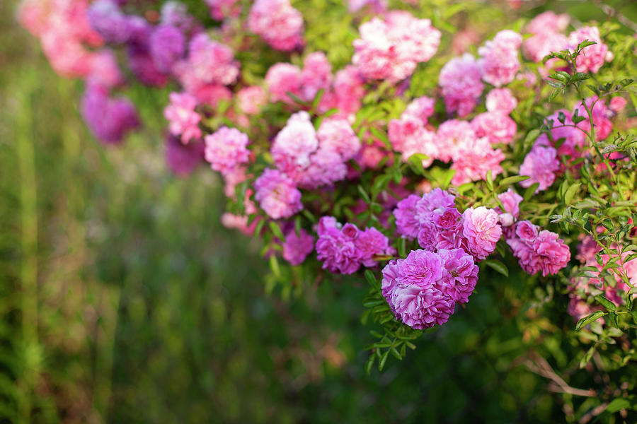 Climbing Rose 'super Dorothy' #3 Photograph by Alicja Koll - Fine Art ...