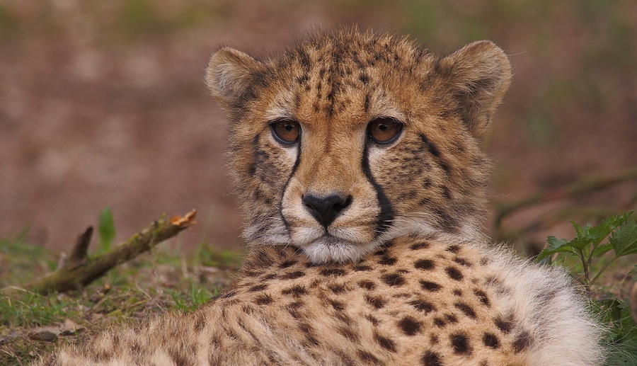 Close up of a cheetah by Eye to Eye Xperience Close up of a cheetah by Eye to Eye Xperience
