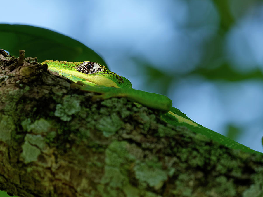 Close-up Of A Cuban Knight Anole Lizard Photograph