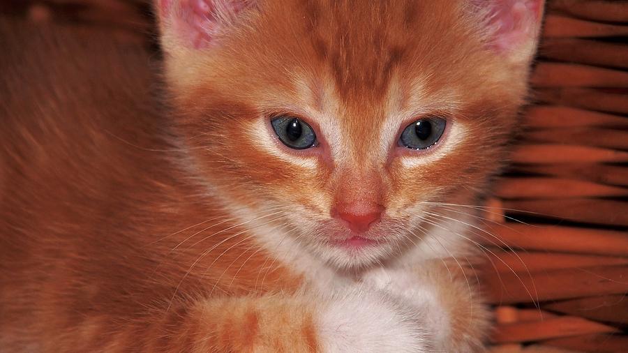 Close Up Of A Red Striped Kitten Photograph By Eye To Eye Xperience