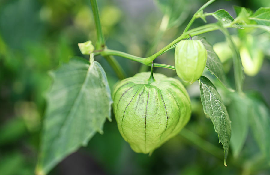 Close Up Of Tomatillo Fruit Growing On A Vine Outside In A Garden. #3 ...