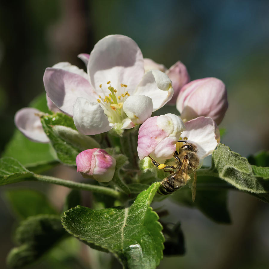 Spring Photograph - Closeup of a blossom of an apple tree #3 by Stefan Rotter