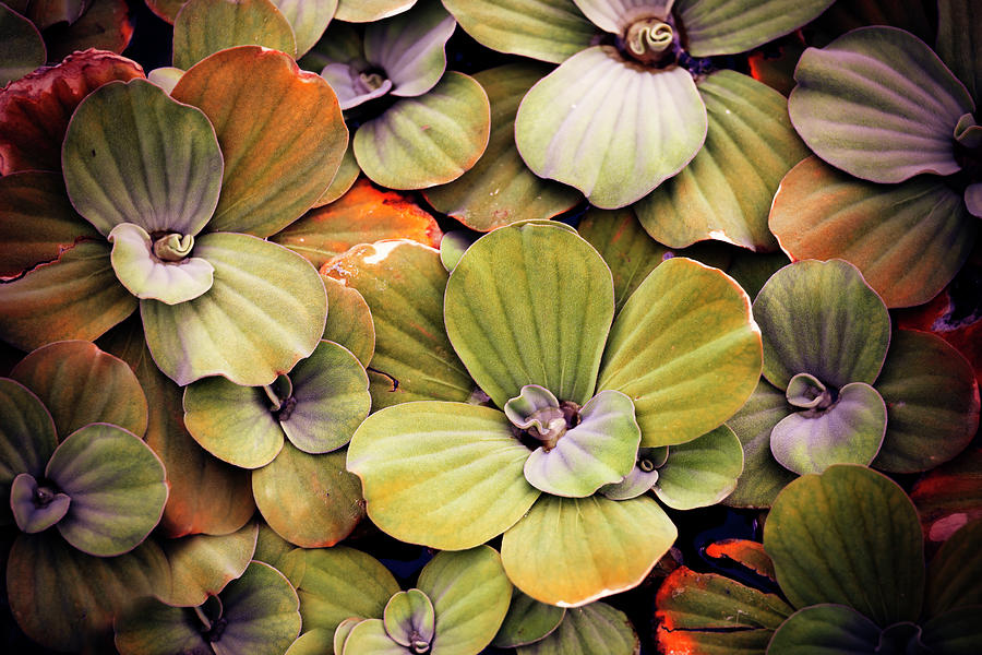 Closeup Of Patterns On Aquatic Plants. #3 Digital Art by Laura Diez
