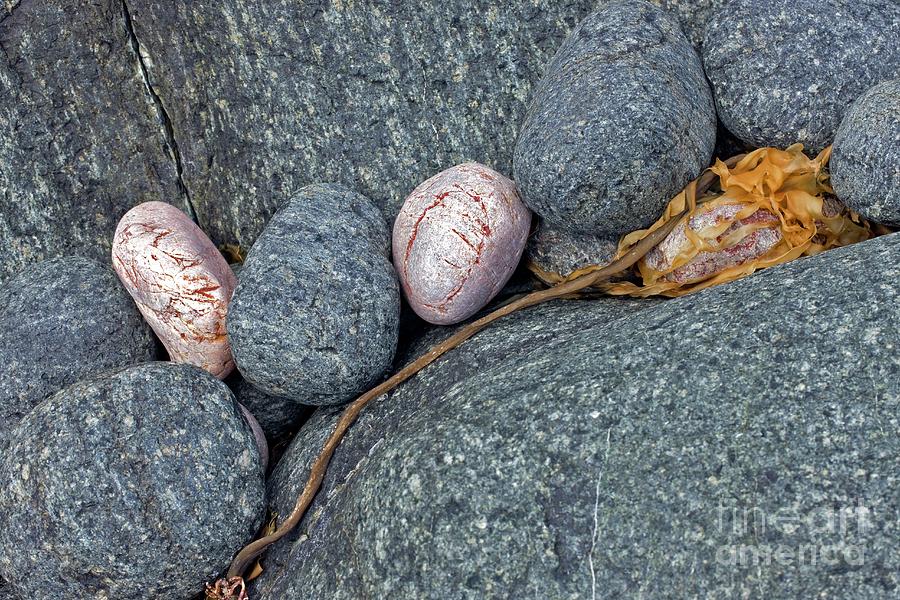 Coastal Rocks And Pebbles #3 Photograph by Dr Keith Wheeler/science Photo Library