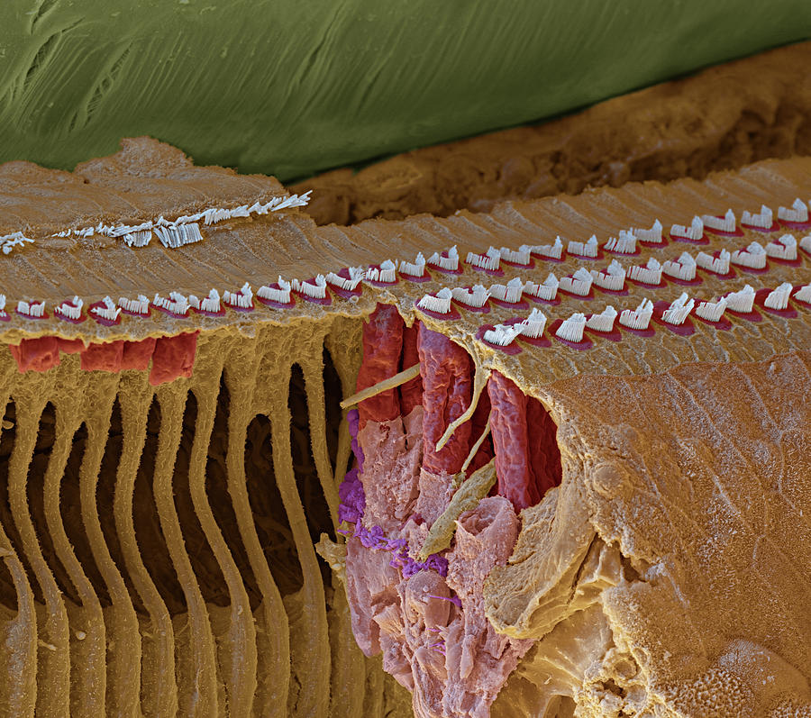 Cochlea Coil Section Sem Photograph By Oliver Meckes Eye Of Science
