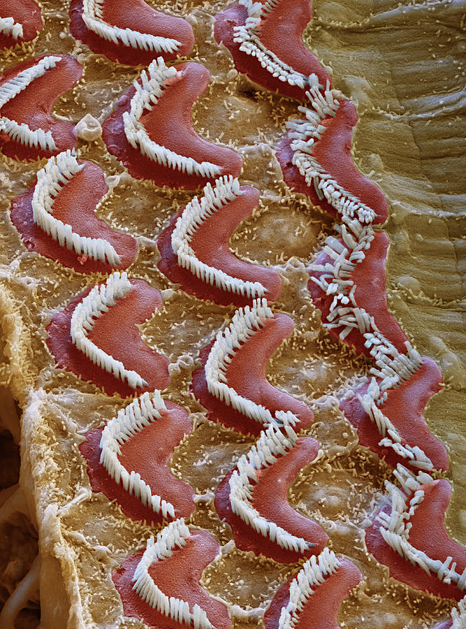 Cochlea, Outer Hair Cells, Sem #3 Photograph by Oliver Meckes EYE OF SCIENCE