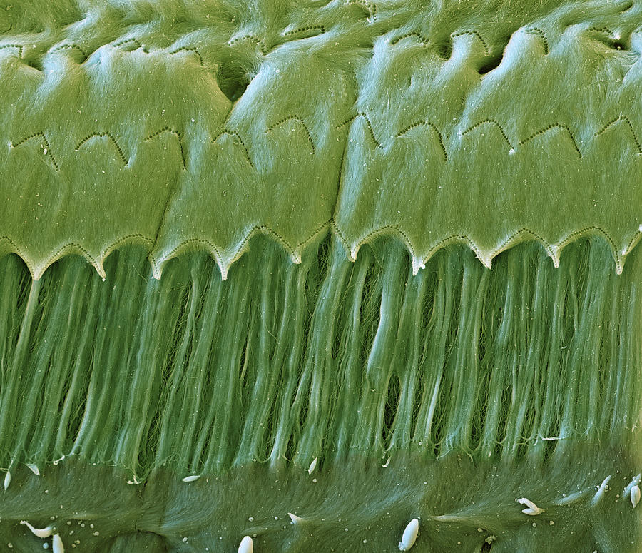 Cochlea, Tectorial Membrane, Sem #3 Photograph by Oliver Meckes EYE OF SCIENCE