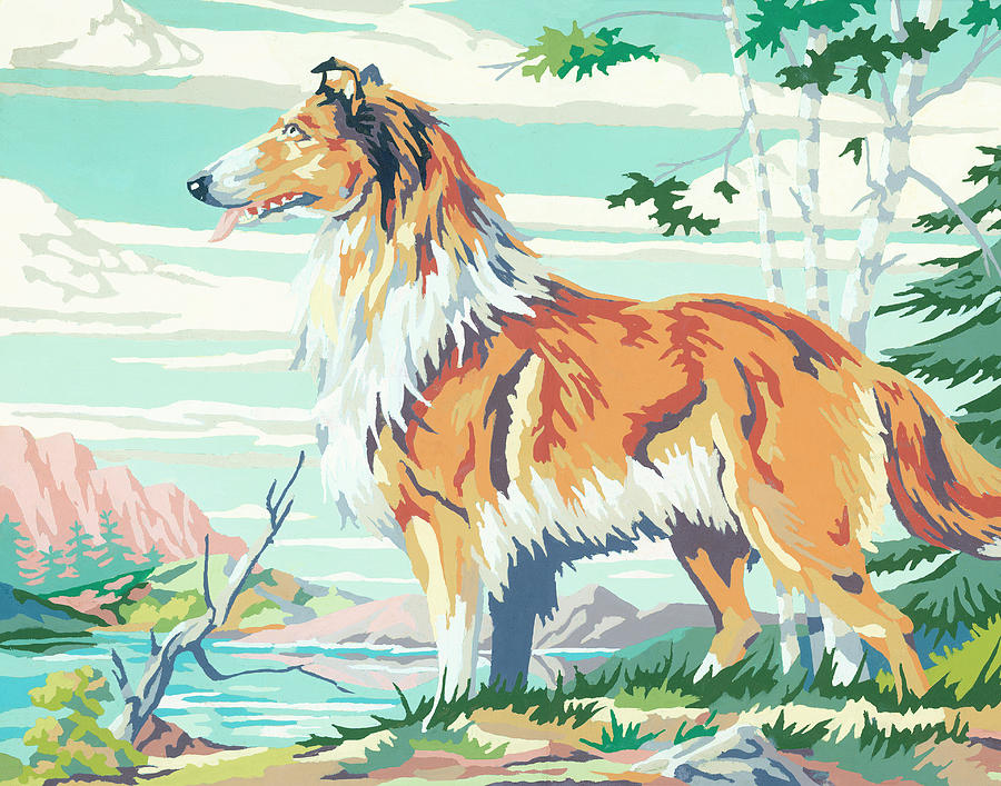 Vintage Drawing - Collie #3 by CSA Images