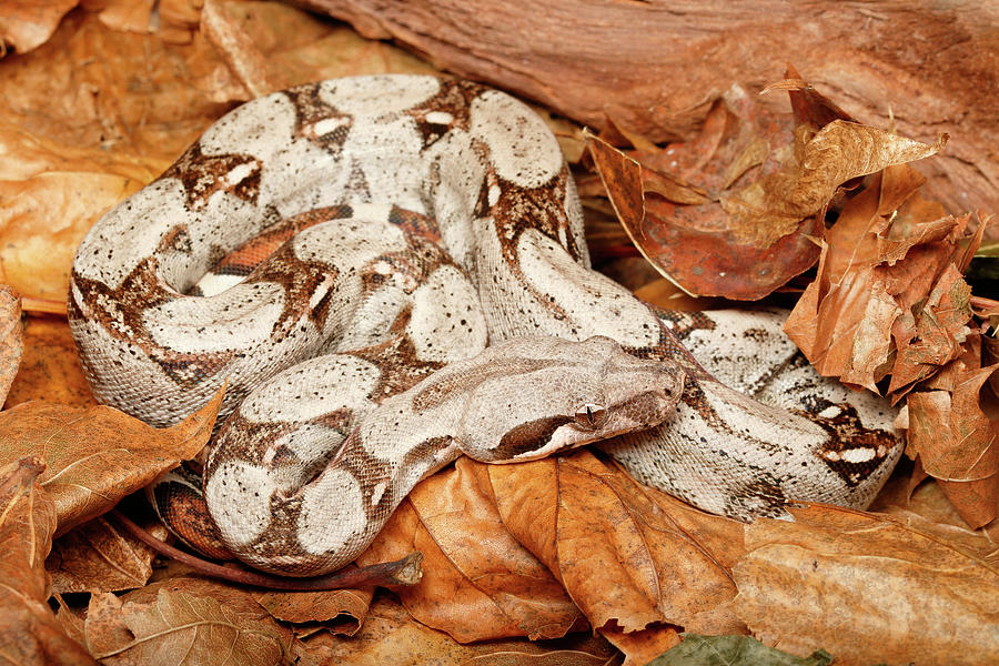 Colombian Red Tail Boa Constrictor #3 Photograph by David Kenny