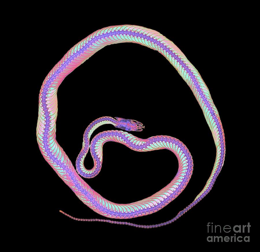 Coloured X-ray Of A Corn Snake #3 Photograph by D. Roberts/science Photo Library