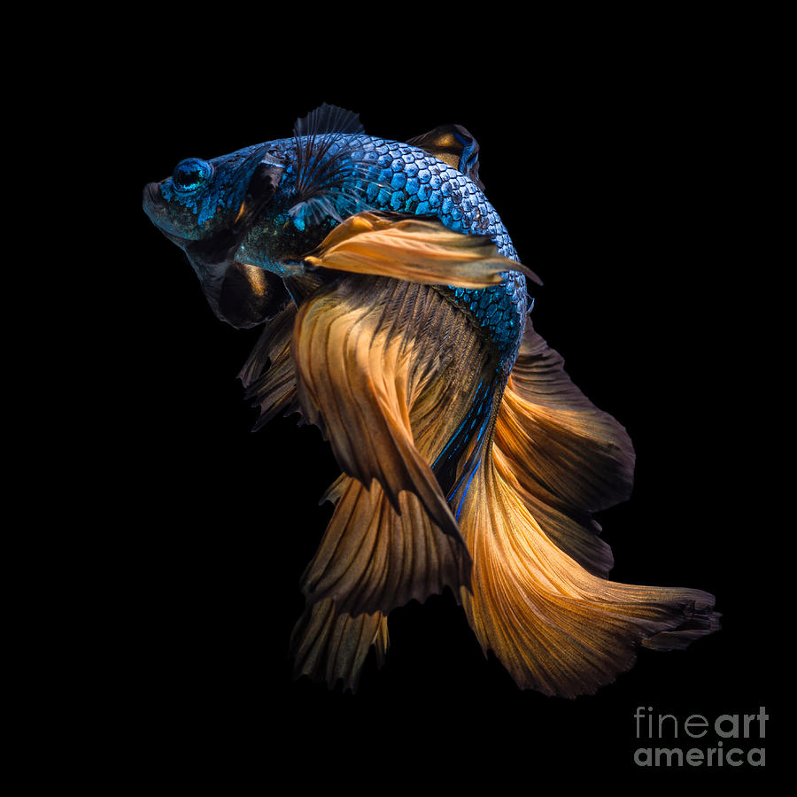Fancy Photograph - Colourful Betta Fishsiamese Fighting by Nuamfolio