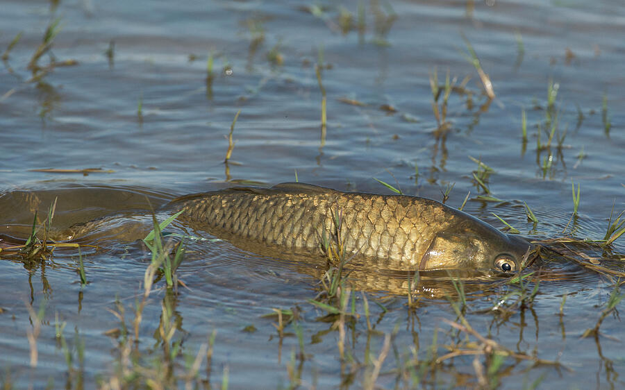 Common Carp Spawning In Shallow Lakeside Waters. Baragem Do #3 ...