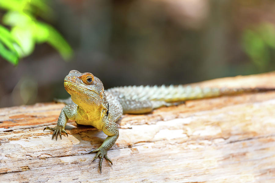 Common Collared Iguanid Lizard, Madagascar Photograph by Artush Foto ...