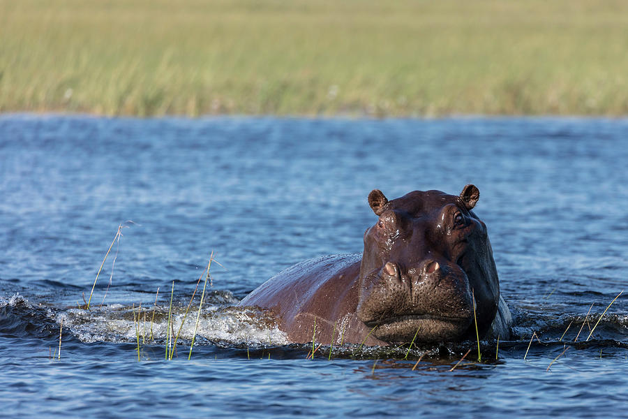 Common Hippopotamus Or Hippo #3 Photograph by Roger De La Harpe Common Hippopotamus Or Hippo #3 Photograph by Roger De La Harpe
