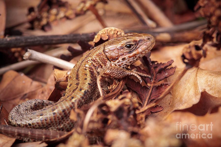 Reptile Photograph - Common Lizard #3 by Heath Mcdonald/science Photo Library