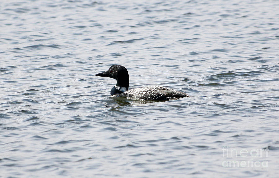 Duck Photograph - Common Loons #3 by Lori Tordsen