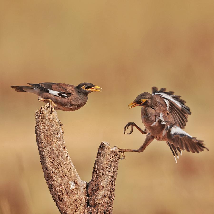 Common Mynas #3 Photograph by David Manusevich