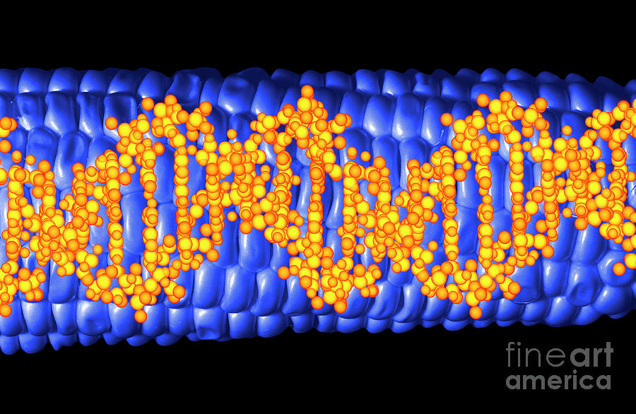 Computer Artwork Of Gm Maize With A Strand Of Dna #3 Photograph by Alfred Pasieka/science Photo Library