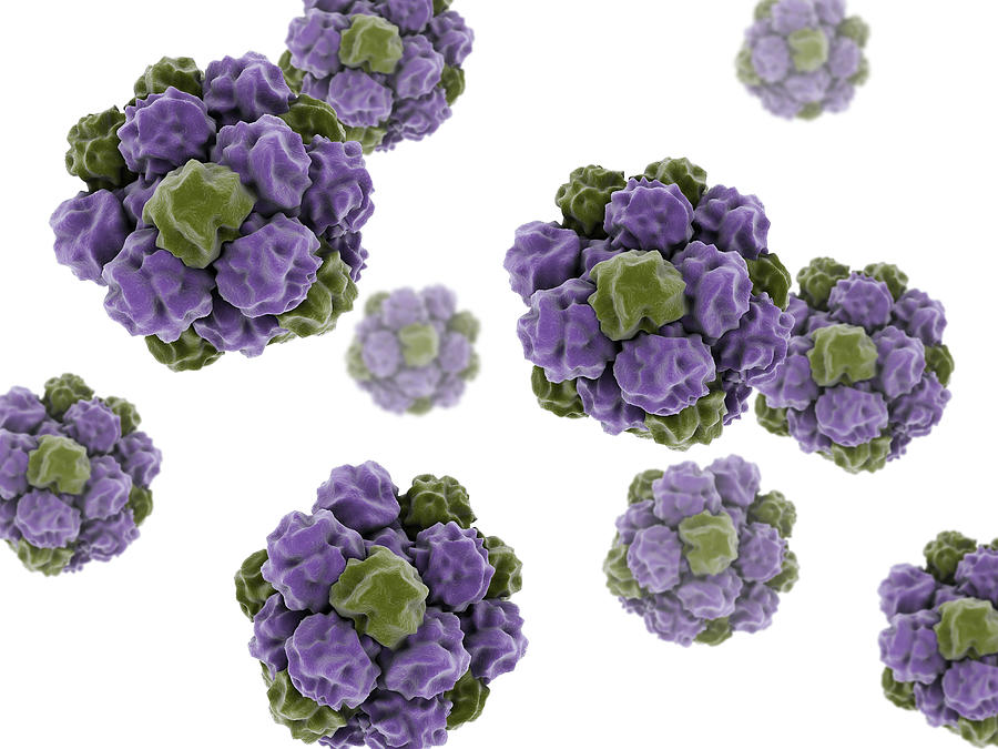 Conceptual Image Of The Norovirus #3 Photograph by Stocktrek Images