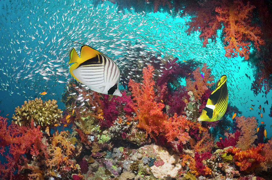 Coral Reef Scenery With Butterflyfish #3 Photograph by Georgette Douwma