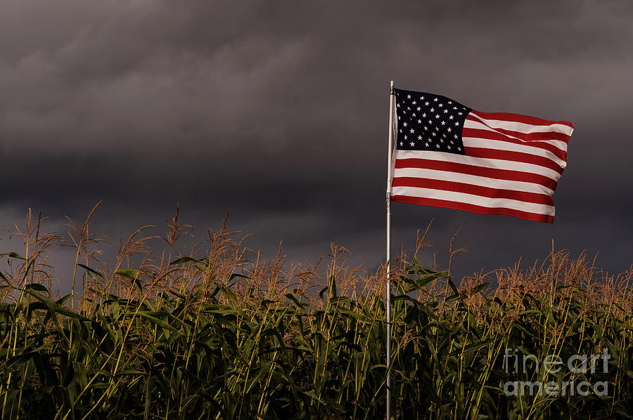 Corn Crop with American Flag #3 Photograph by Jim Corwin