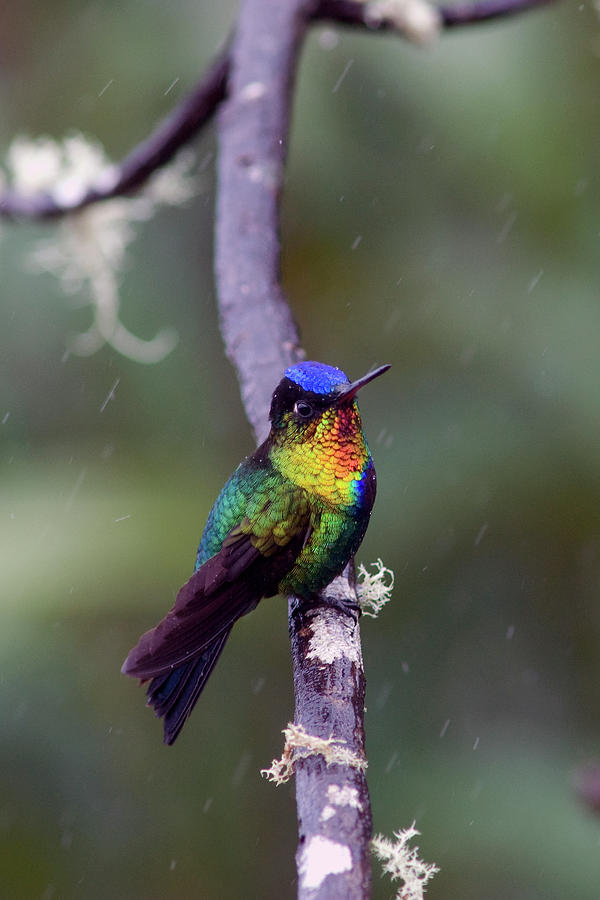 Costa Rica, Central America Photograph by Karen Ann Sullivan - Fine Art ...